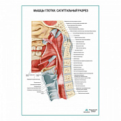 Мышцы глотки. Сагиттальный разрез плакат глянцевый А1+/А2+ (глянцевый холст от 200 г/кв.м, размер A1+)