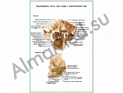 Крыловидная кость плакат глянцевый/ламинированный А1/А2 (глянцевый	A2)