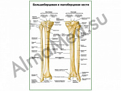 Большеберцовая и малоберцовая кости плакат глянцевый/ламинированный А1/А2 (глянцевый	A2)