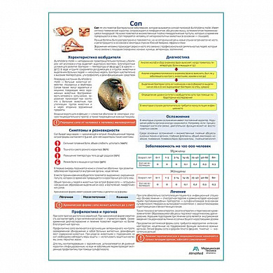 Сап медицинский плакат А1+/A2+ ( глянцевая фотобумага от 200 г/кв.м, размер A1+)