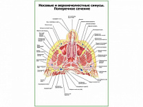 Носовые и верхнечелюстные синусы плакат глянцевый А1/А2 (глянцевый A2)