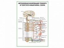 Автономная иннервация тонкого и толстого кишечника. Схема 2, плакат глянцевый А1/А2 (глянцевый A2)