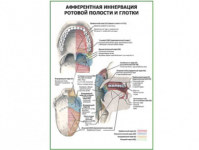 Иннервация ротовой полости и глотки, плакат глянцевый А1/А2 (глянцевый A1)