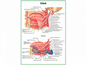 Язык, плакат глянцевый  А1/А2 (глянцевый A2)