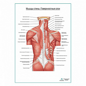 Мышцы спины, поверхностный слой плакат глянцевый А1+/А2+ (матовый холст от 200 г/кв.м, размер A1+)