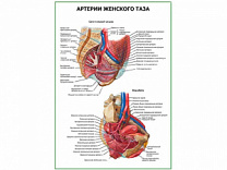 Артерии женского таза плакат глянцевый А1/А2 (глянцевый A2)