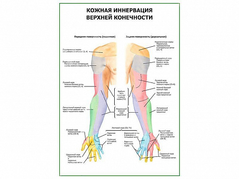 Кожная иннервация верхней конечности плакат глянцевый А1/А2 (глянцевый A2)