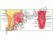 Строение глотки, плакат ламинированный А1/А2 (ламинированный	A2)