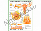 Система женских половых органов, плакат ламинированный А1/А2 (ламинированный	A2)