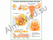 Система женских половых органов, плакат ламинированный А1/А2 (ламинированный	A2)