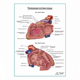 Проводящая система сердца плакат глянцевый А1+/А2+ (матовый холст от 200 г/кв.м, размер A1+)