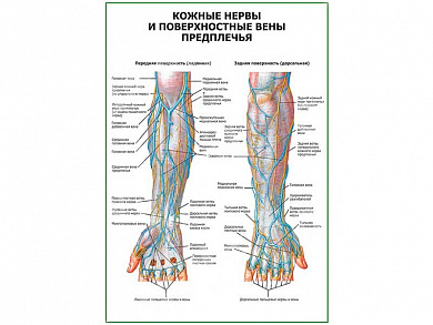 Кожные нервы и поверхностные вены предплечья плакат глянцевый А1/А2 (глянцевый A2)