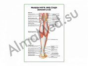 Мышцы ноги. Вид сзади верхний слой плакат глянцевый/ламинированный А1/А2 (глянцевый	A2)