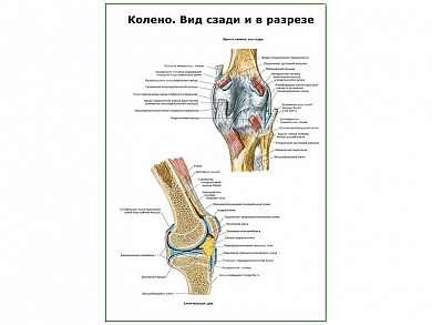 Коленный сустав и связочный аппарат плакат глянцевый А1/А2 (глянцевый A1)