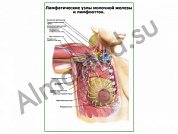 Лимфатическая система молочной железы плакат глянцевый/ламинированный А1/А2 (глянцевый	A2)