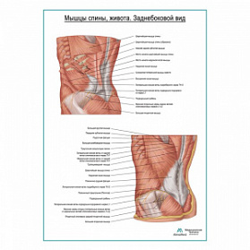 Мышцы спины, живота. Заднебоковой вид плакат глянцевый А1+/А2+ (глянцевый холст от 200 г/кв.м, размер A1+)