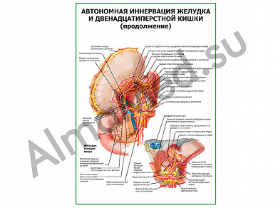 Автономная иннервация желудка продолжение плакат глянцевый/ламинированный А1/А2 (глянцевый	A2)