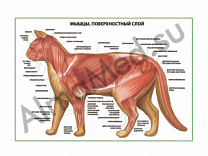 Мышцы кошки, поверхностный слой плакат ламинированный А1/А2 (ламинированный A2)