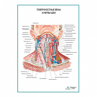 Поверхностные вены и нервы шеи плакат глянцевый А1+/А2+ (глянцевый холст от 200 г/кв.м, размер A1+)