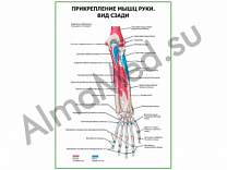 Прикрепление мышц руки. Вид сзади плакат глянцевый/ламинированный А1/А2 (глянцевый	A2)