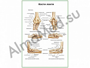Кости локтя плакат ламинированный А1/А2 (ламинированный	A2)