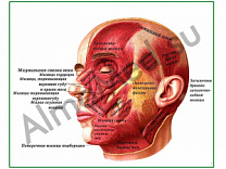 Мышцы головы, плакат ламинированный А1/А2 (ламинированный	A2)
