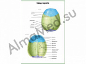 Свод черепа плакат глянцевый/ламинированный А1/А2 (глянцевый	A2)