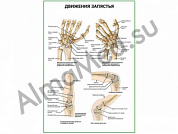 Движения запястья плакат глянцевый/ламинированный А1/А2 (глянцевый	A2)