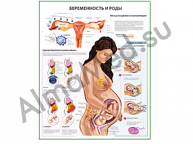 Беременность и роды, плакат ламинированный А1/А2 (ламинированный	A2)