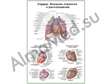 Сердце, внешнее строение и расположение, плакат ламинированный А1/А2 (ламинированный	A2)