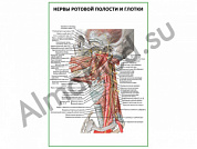 Нервы ротовой полости и глотки плакат глянцевый/ламинированный А1/А2 (глянцевый	A2)
