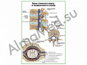 Вены спинного мозга и позвоночного столба плакат глянцевый/ламинированный А1/А2 (глянцевый	A2)