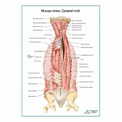 Мышцы спины, средний слой плакат глянцевый А1+/А2+ (глянцевый холст от 200 г/кв.м, размер A1+)