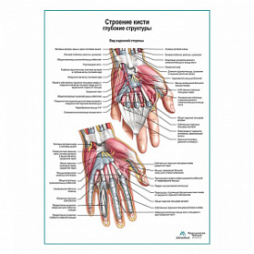 Строение кисти, ладонный разрез плакат глянцевый А1+/А2+ (глянцевая фотобумага от 200 г/кв.м, размер A2+)