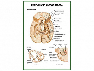Гиппокамп и свод мозга плакат глянцевый А1/А2 (глянцевый A1)