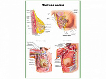 Молочная железа, строение, кровеносная и лимфатическая системы плакат глянцевый А1/А2 (глянцевый A1)