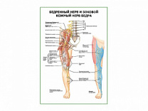 Бедренный нерв и боковой кожный нерв бедра плакат глянцевый А1/А2 (глянцевый A1)