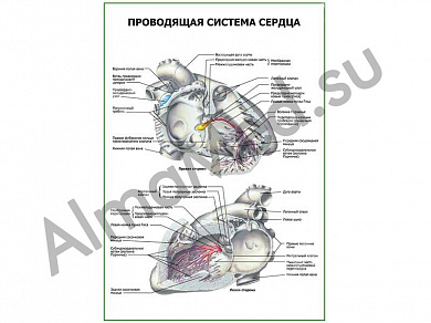 Проводящая система сердца плакат глянцевый/ламинированный А1/А2 (глянцевый	A2)