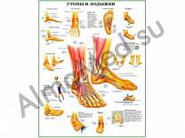 Стопы и лодыжки, плакат ламинированный А1/А2 (ламинированный	A2)