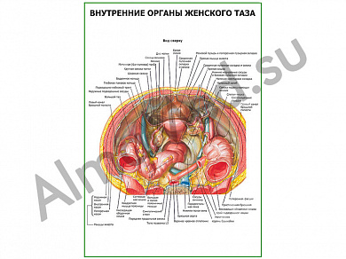 Внутренние органы женского таза плакат ламинированный А1/А2 (ламинированный	A2)