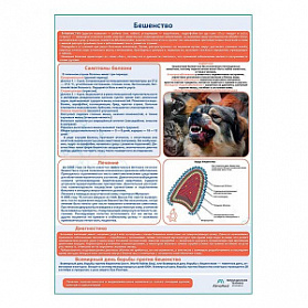 Бешенство медицинский плакат А1+/A2+ (глянцевая фотобумага от 200 г/кв.м, размер A2+)