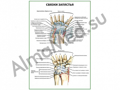 Связки запястья плакат ламинированный А1/А2 (ламинированный	A2)