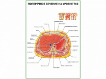 Поперечное сечение на уровне Т10 плакат глянцевый А1/А2 (глянцевый A2)