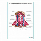Подъязычные и надподъязычные мышцы плакат глянцевый А1+/А2+ (глянцевая фотобумага от 200 г/кв.м, размер A1+)