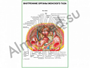 Внутренние органы женского таза плакат ламинированный А1/А2 (ламинированный	A2)