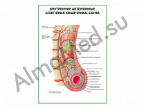 Внутренние автономные сплетения кишечника. Схема, плакат ламинированный А1/А2 (ламинированный	A2)