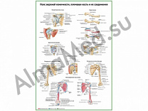 Пояс верхней конечности, плечевая кость и их соединения, плакат ламинированный А1/А2 (ламинированный	A2)