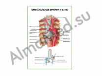 Бронхиальные артерии и вены плакат глянцевый/ламинированный А1/А2 (глянцевый	A2)