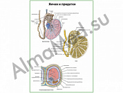 Яички и придатки плакат ламинированный А1/А2 (ламинированный	A2)