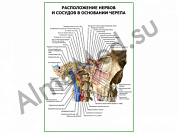 Расположение нервов и сосудов в основании черепа плакат ламинированный А1/А2 (ламинированный	A2)